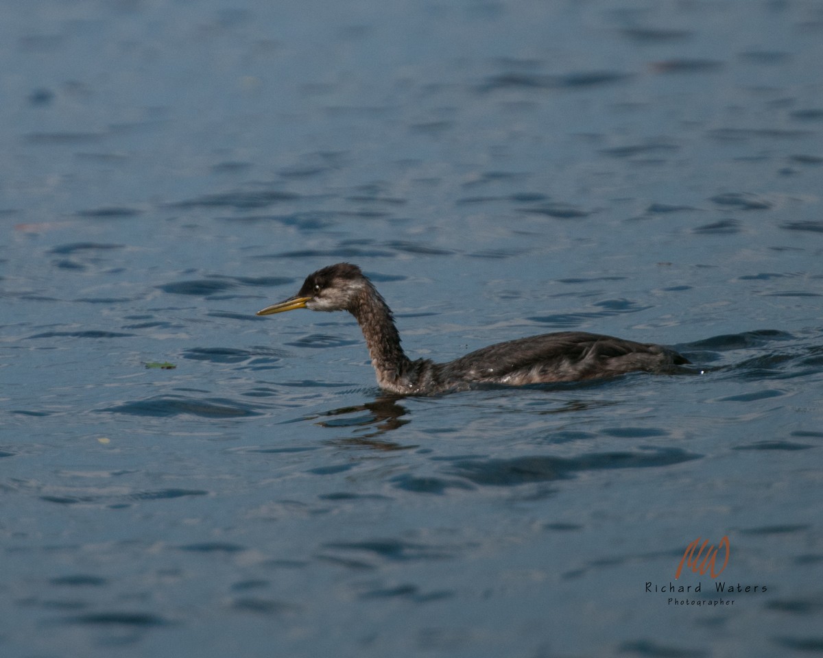 Red-necked Grebe - ML117080011