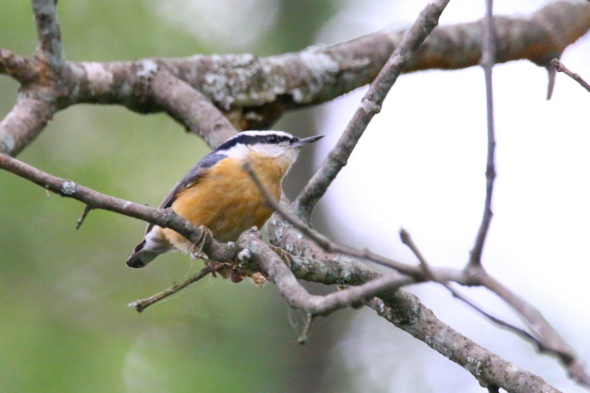 Red-breasted Nuthatch - ML117081161