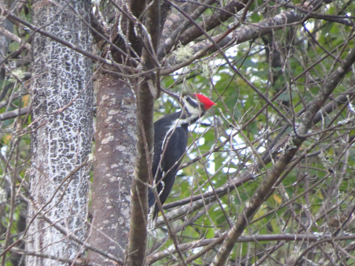 Pileated Woodpecker - ML117087651