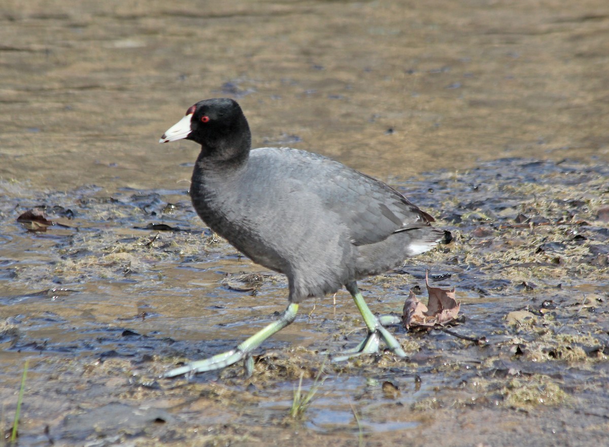 American Coot (Red-shielded) - ML117089621