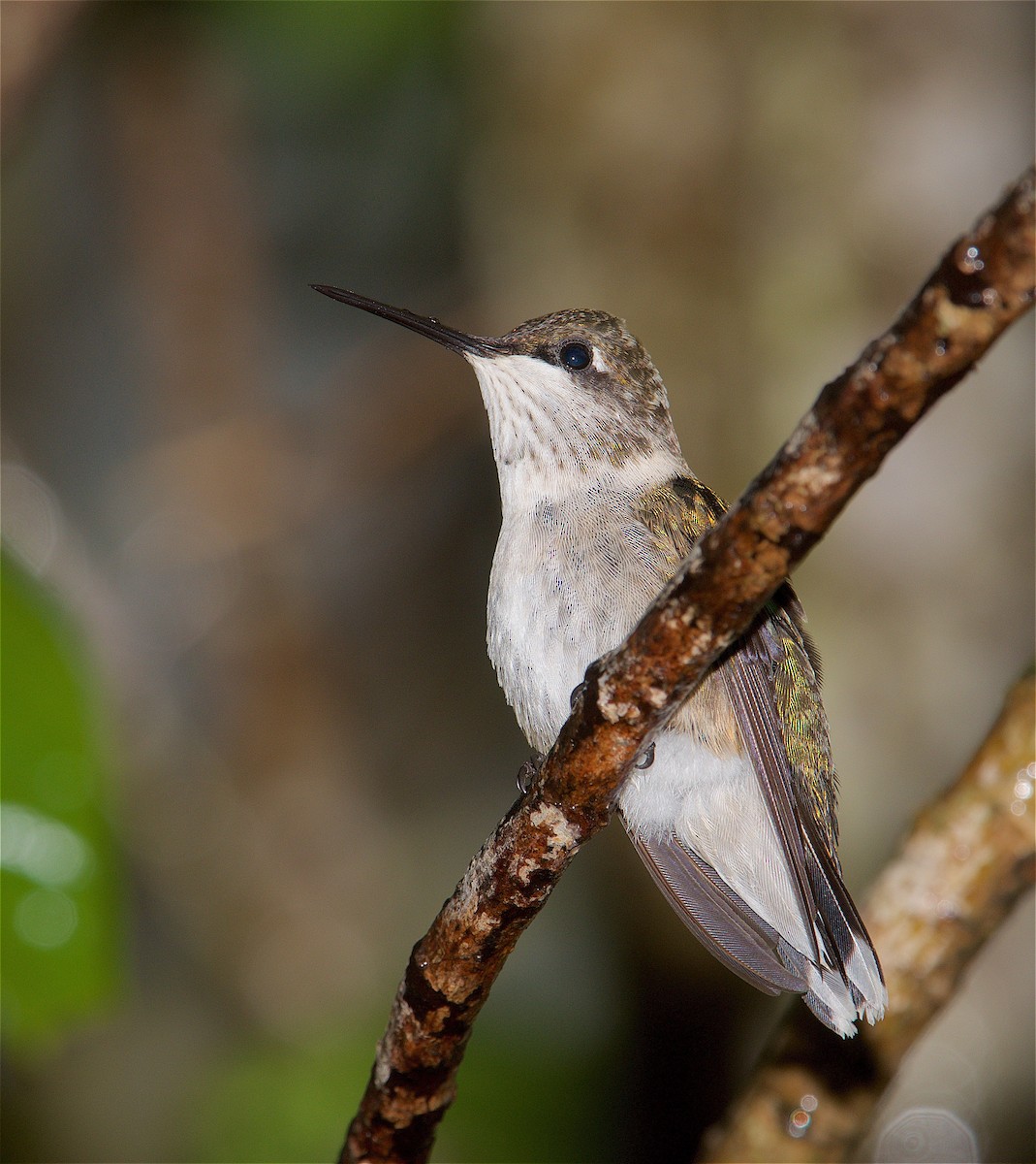 Ruby-throated Hummingbird - Harlan Stewart