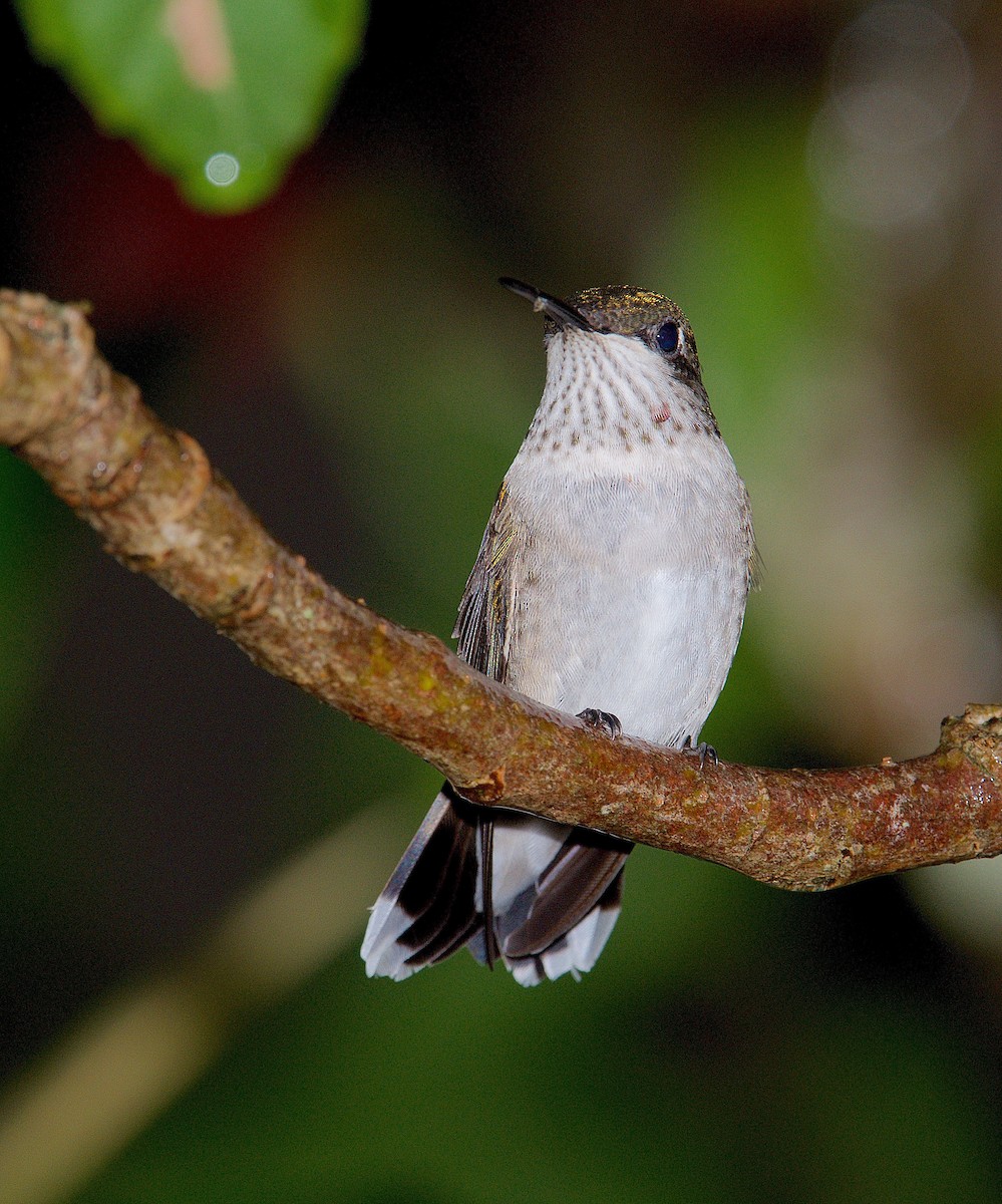Ruby-throated Hummingbird - Harlan Stewart