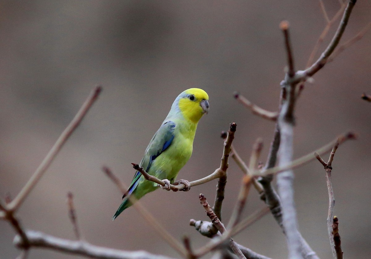 Yellow-faced Parrotlet - ML117092131
