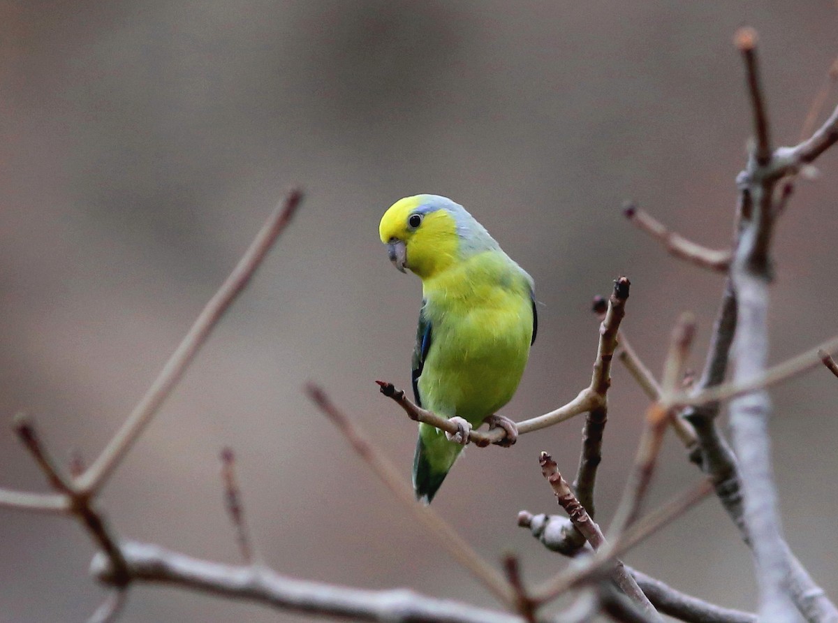 Yellow-faced Parrotlet - ML117092201