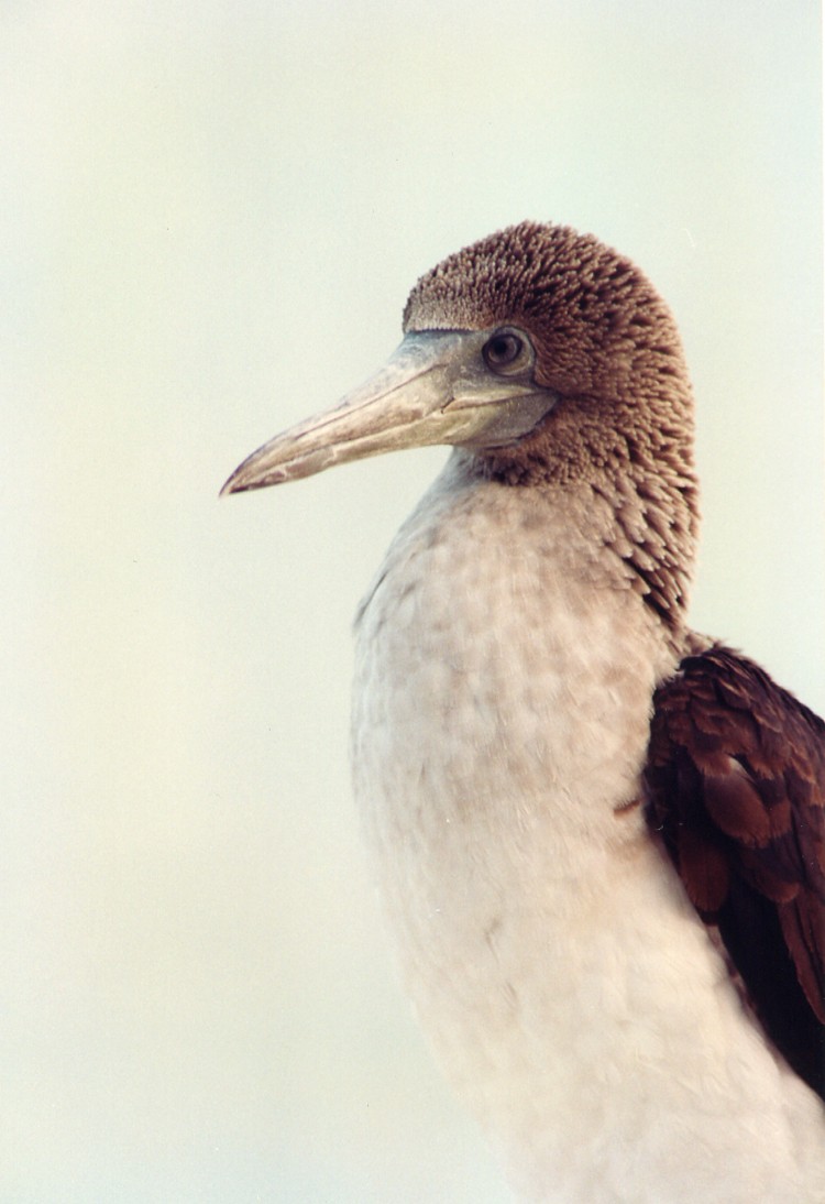 Blue-footed Booby - David Provencher