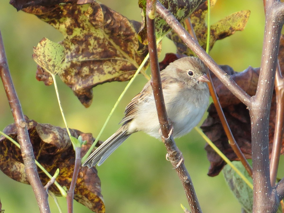 Field Sparrow - Adrian Smith