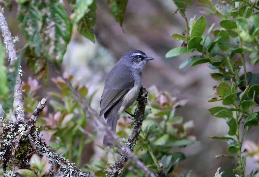 Superciliaried Hemispingus (White-bellied) - eBird