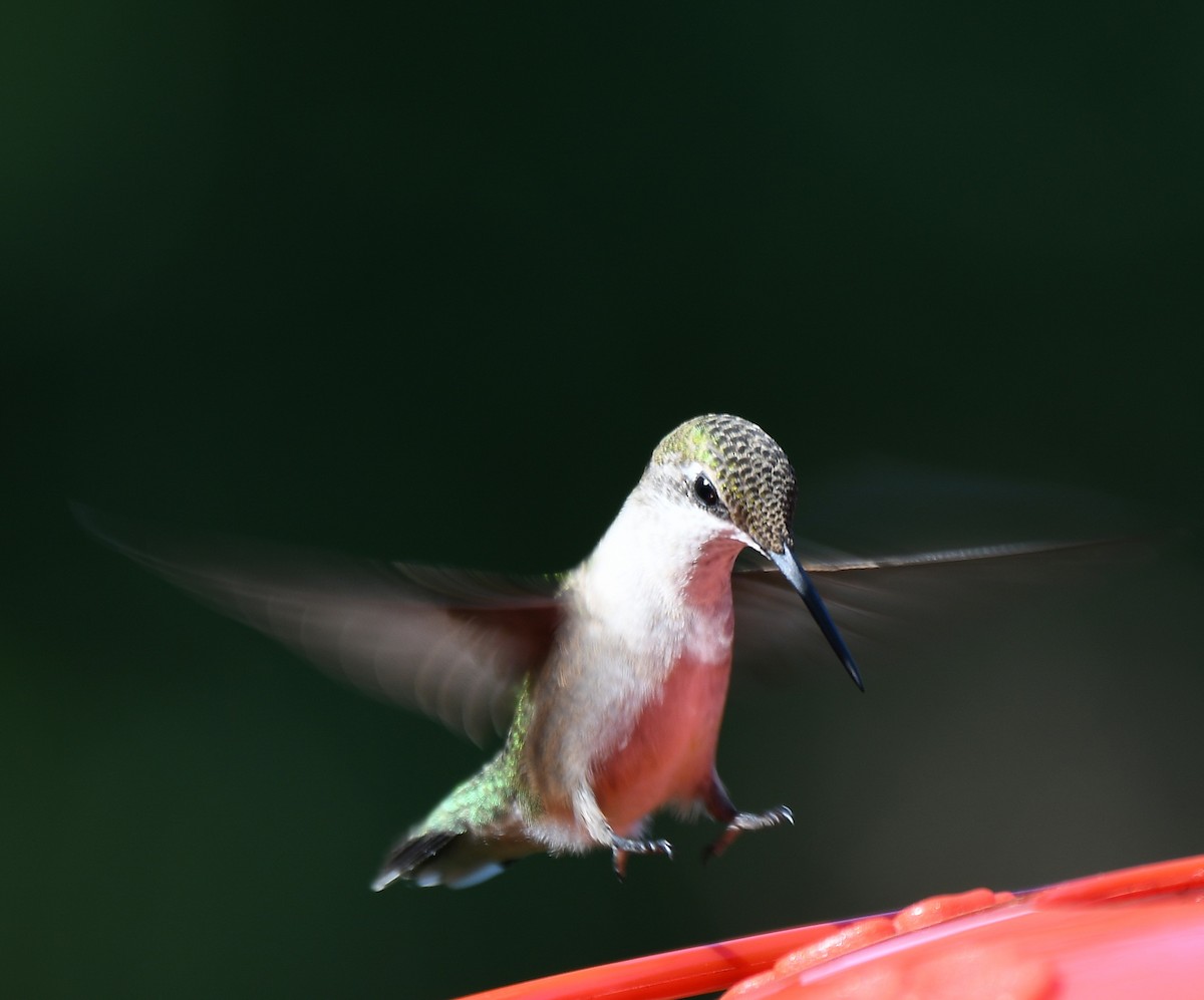 Ruby-throated Hummingbird - Gerco Hoogeweg