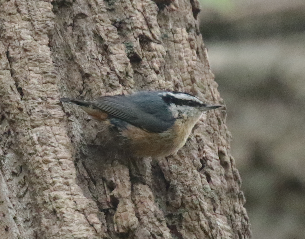 Red-breasted Nuthatch - Paul Jacyk 🦉