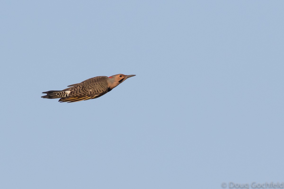 Northern Flicker (Yellow-shafted) - ML117100471