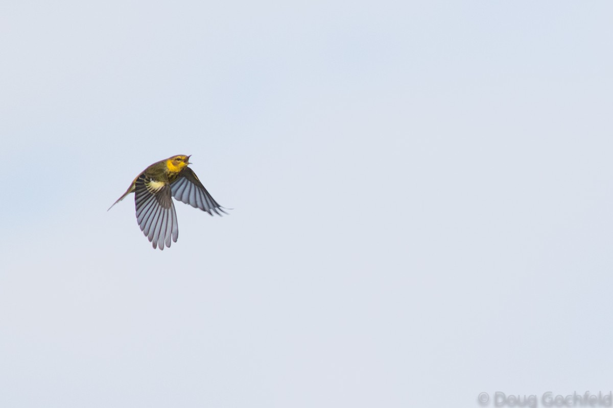 Cape May Warbler - ML117101031