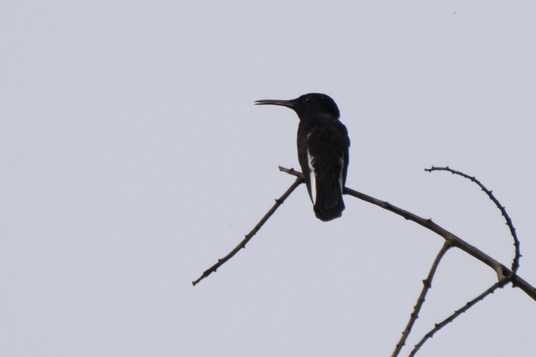 kolibřík černobílý - ML117101681