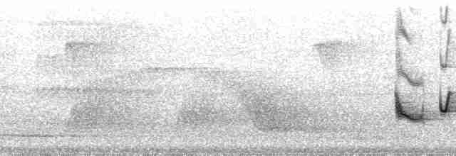 Манакін-стрибун карликовий - ML117102