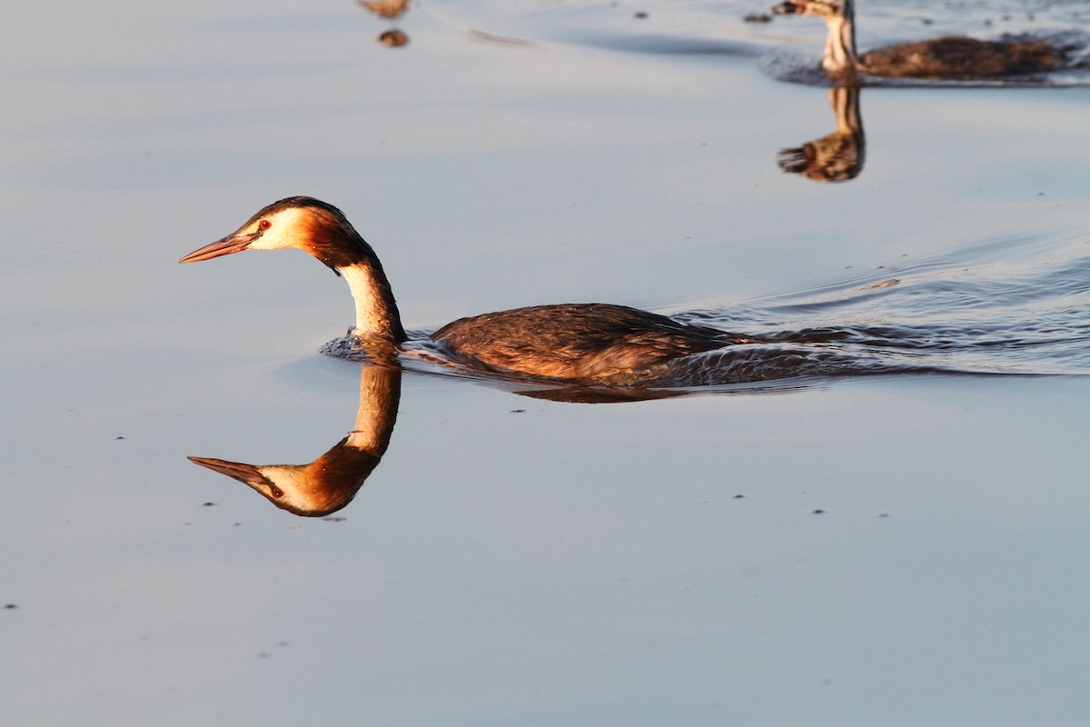 Great Crested Grebe - ML117102091