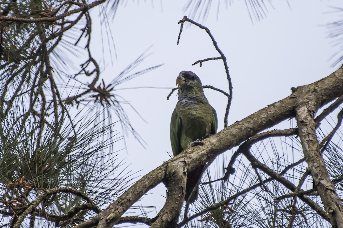 Scaly-headed Parrot - ML117102611