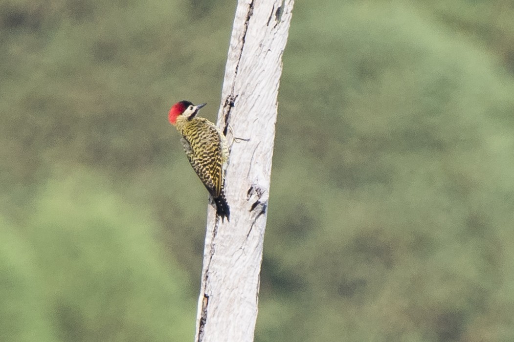 Green-barred Woodpecker - ML117102931