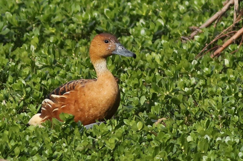 Fulvous Whistling-Duck - ML117104111