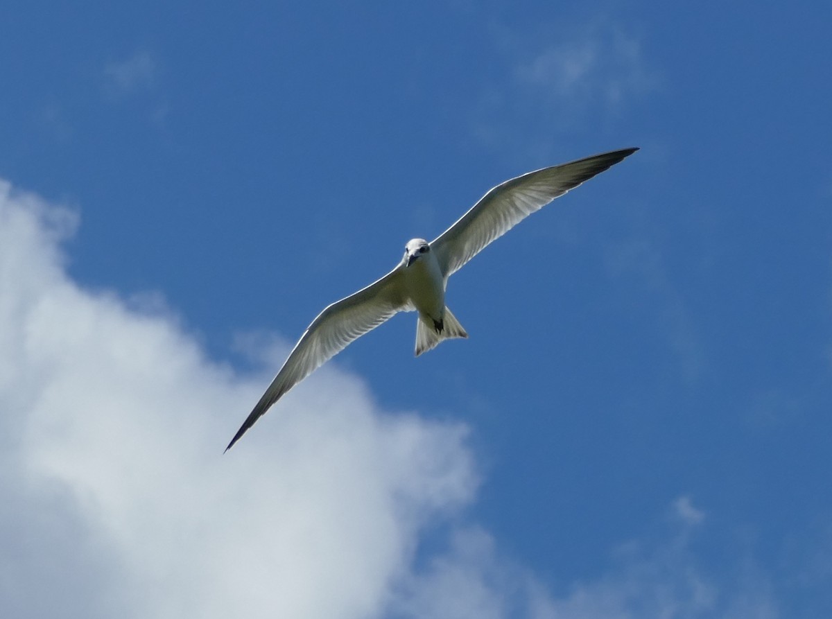 Gull-billed Tern - Chris Payne