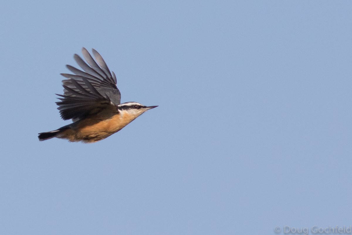 Red-breasted Nuthatch - ML117106441