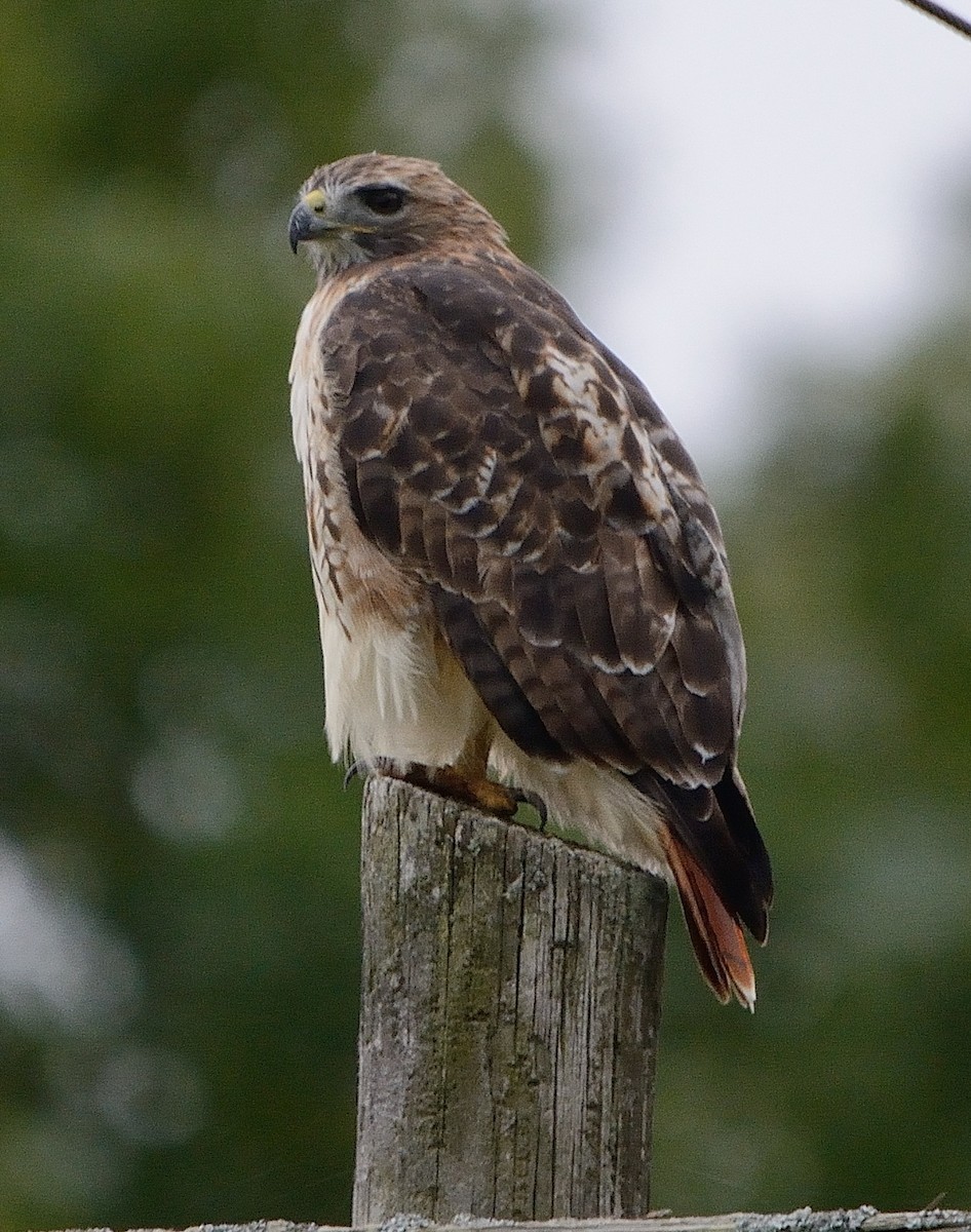 Red-tailed Hawk - ML117106691