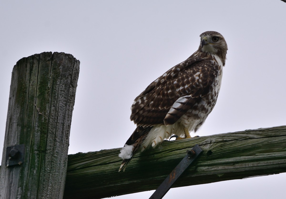 Red-tailed Hawk - ML117106711