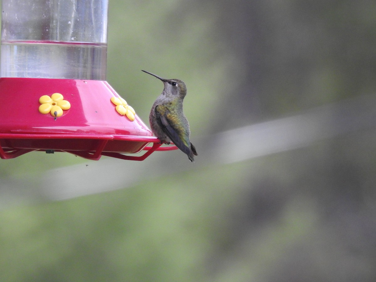 Anna's Hummingbird - Alan Barnard