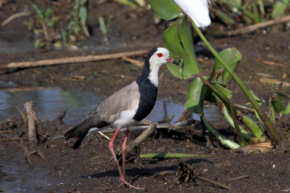Long-toed Lapwing - Stephen Gast