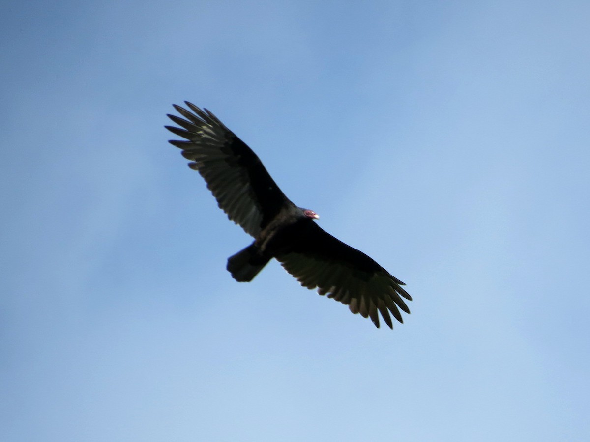 Turkey Vulture - ML117108991
