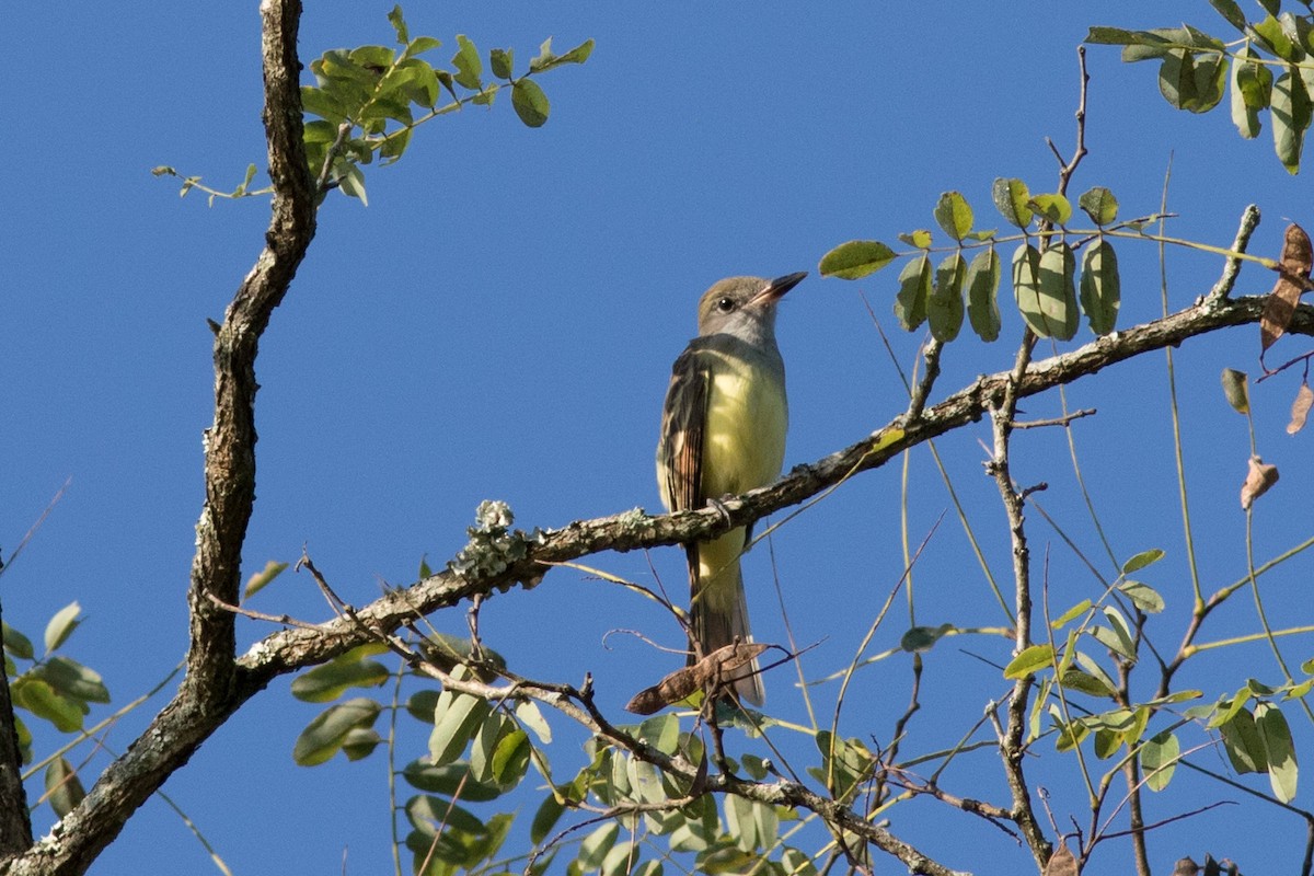 Great Crested Flycatcher - ML117109641
