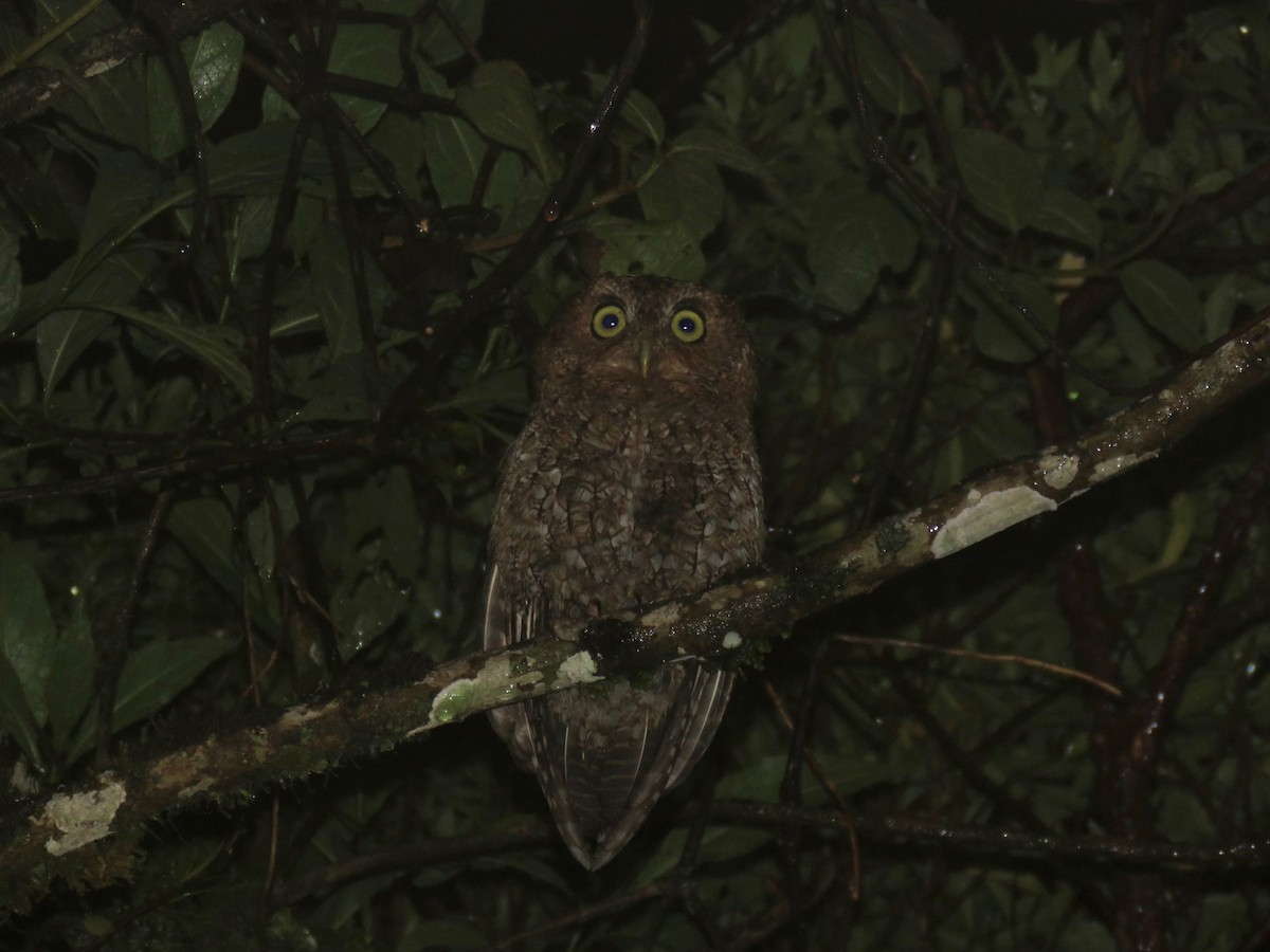 Bare-shanked Screech-Owl - ML117114211