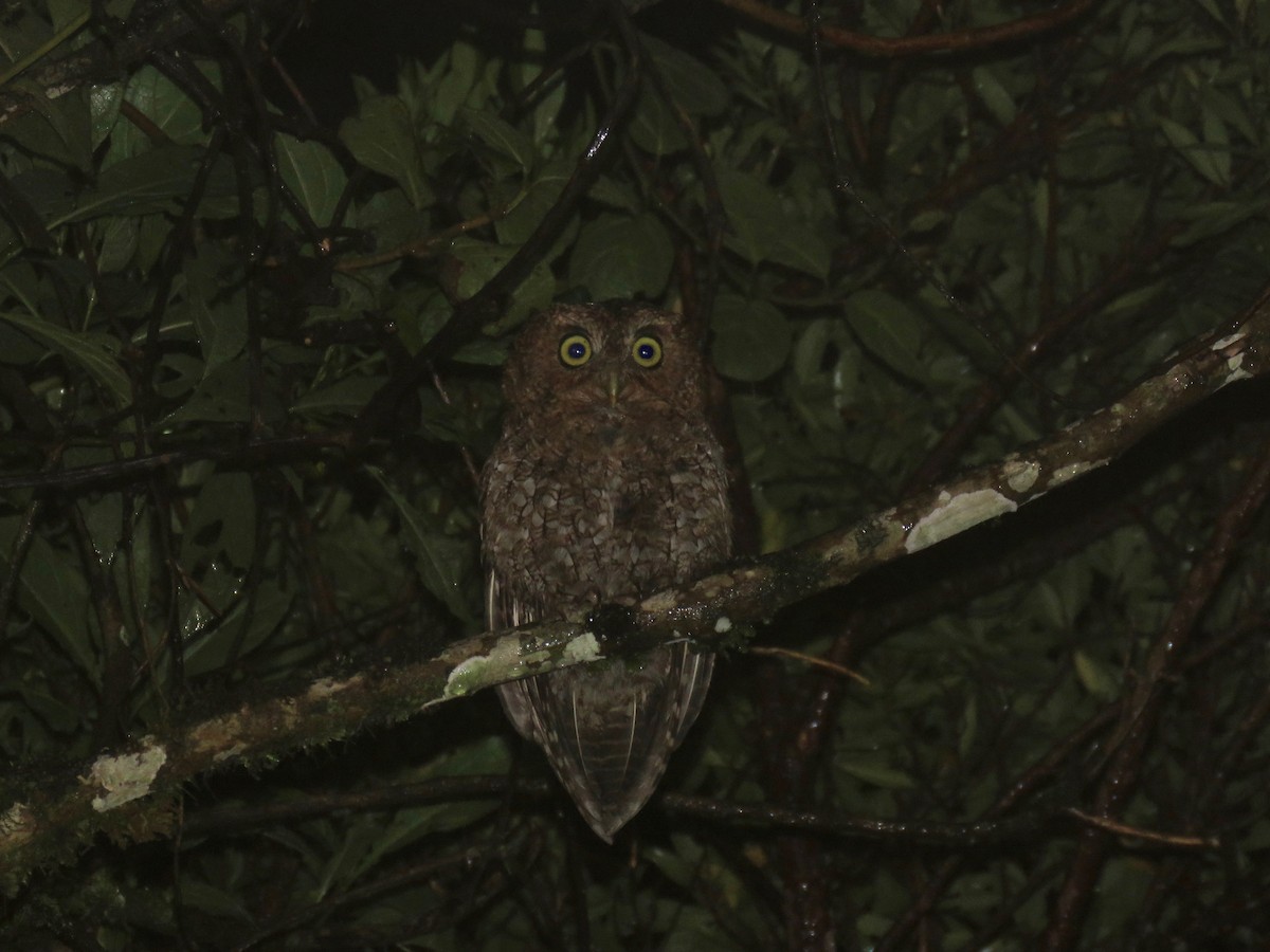Bare-shanked Screech-Owl - John van Dort