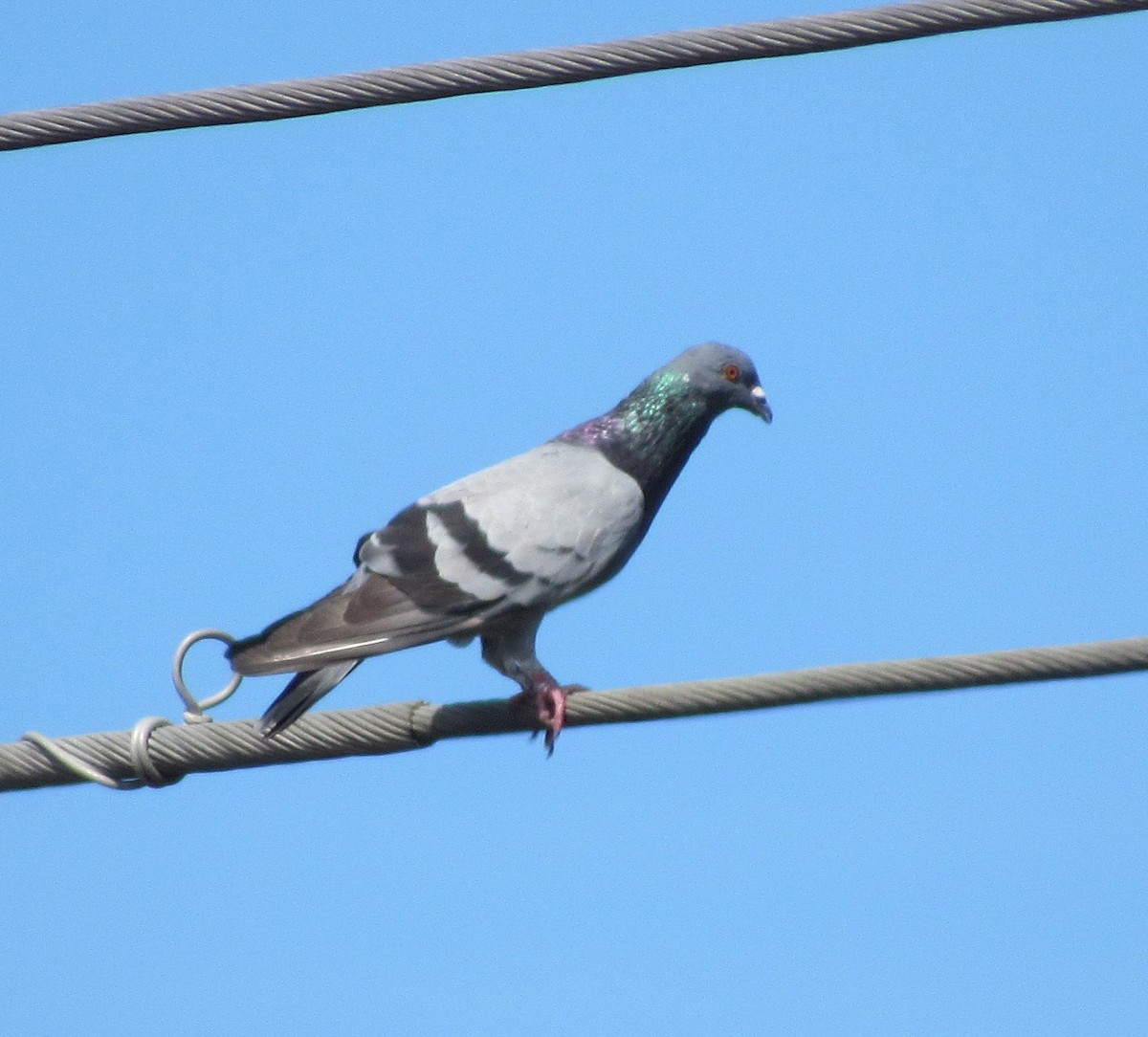 Rock Pigeon (Feral Pigeon) - ML117114281