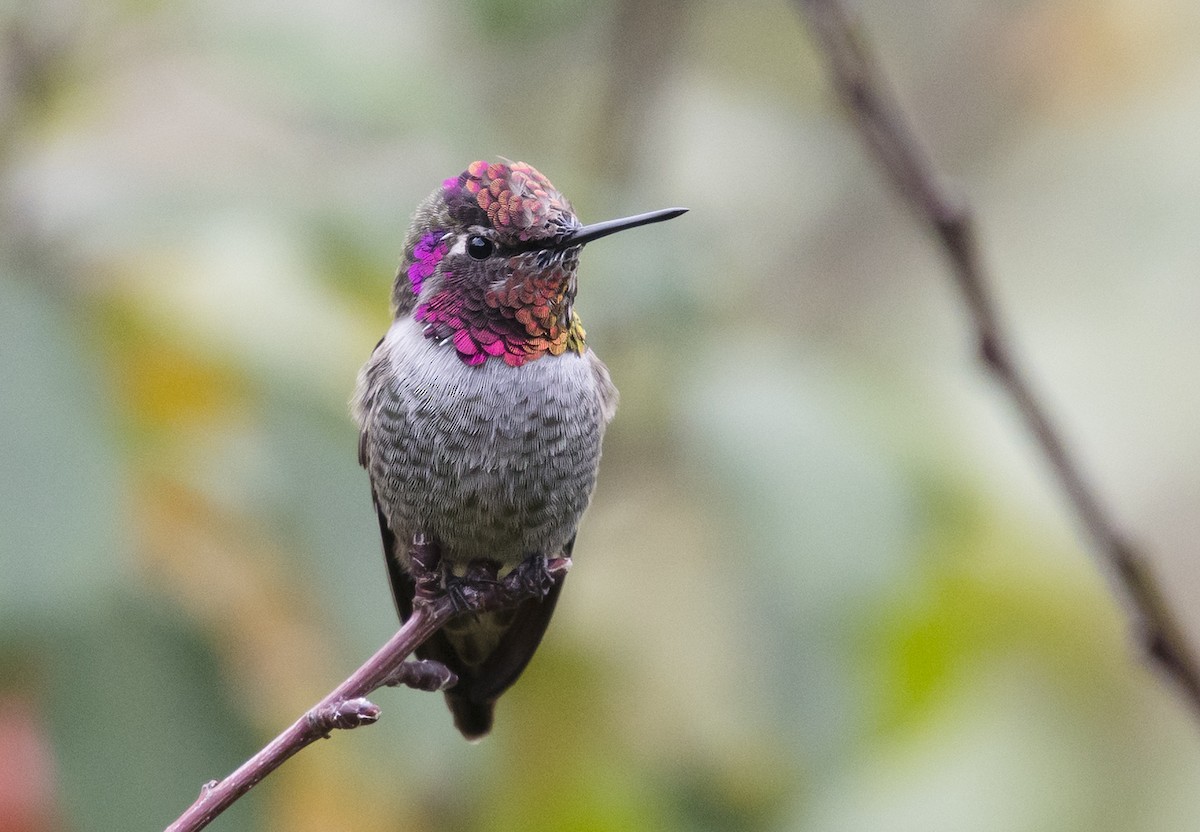 Anna's Hummingbird - ML117114511