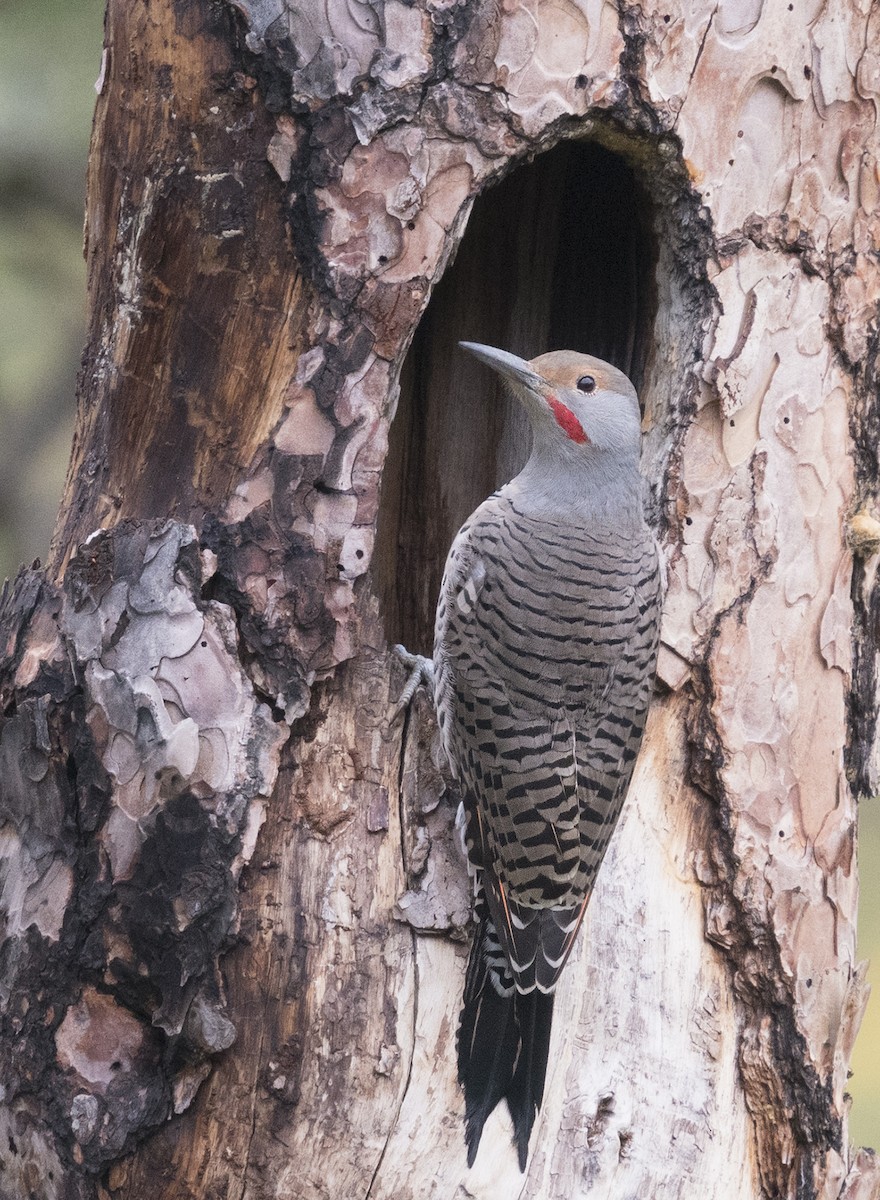 Northern Flicker (Red-shafted) - Ian Routley
