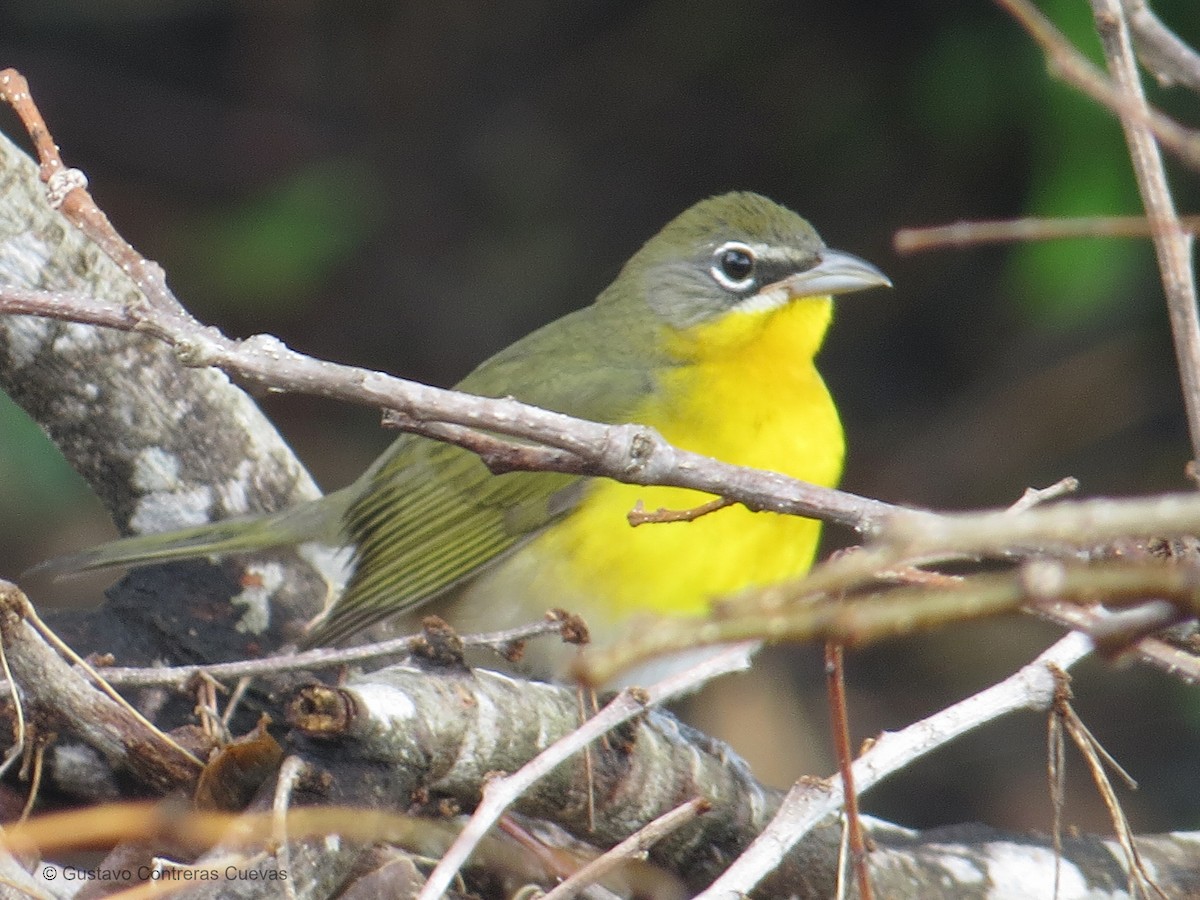 Yellow-breasted Chat - ML117117801
