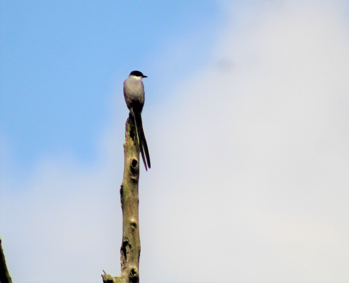Fork-tailed Flycatcher - Michele Cardoso