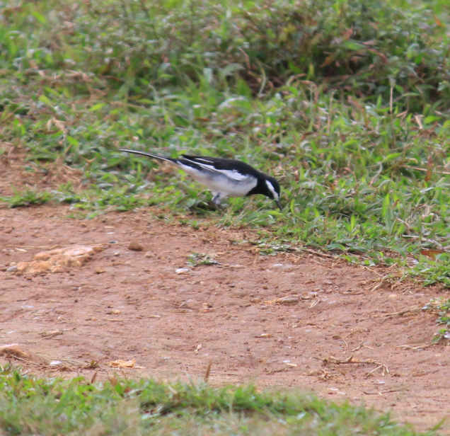 White-browed Wagtail - ML117118171