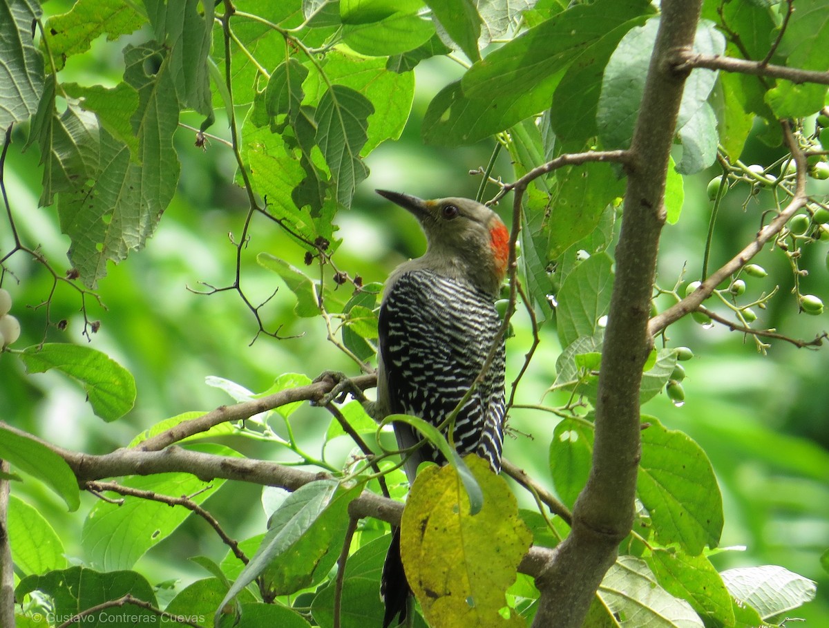Golden-fronted Woodpecker (Velasquez's) - ML117118221