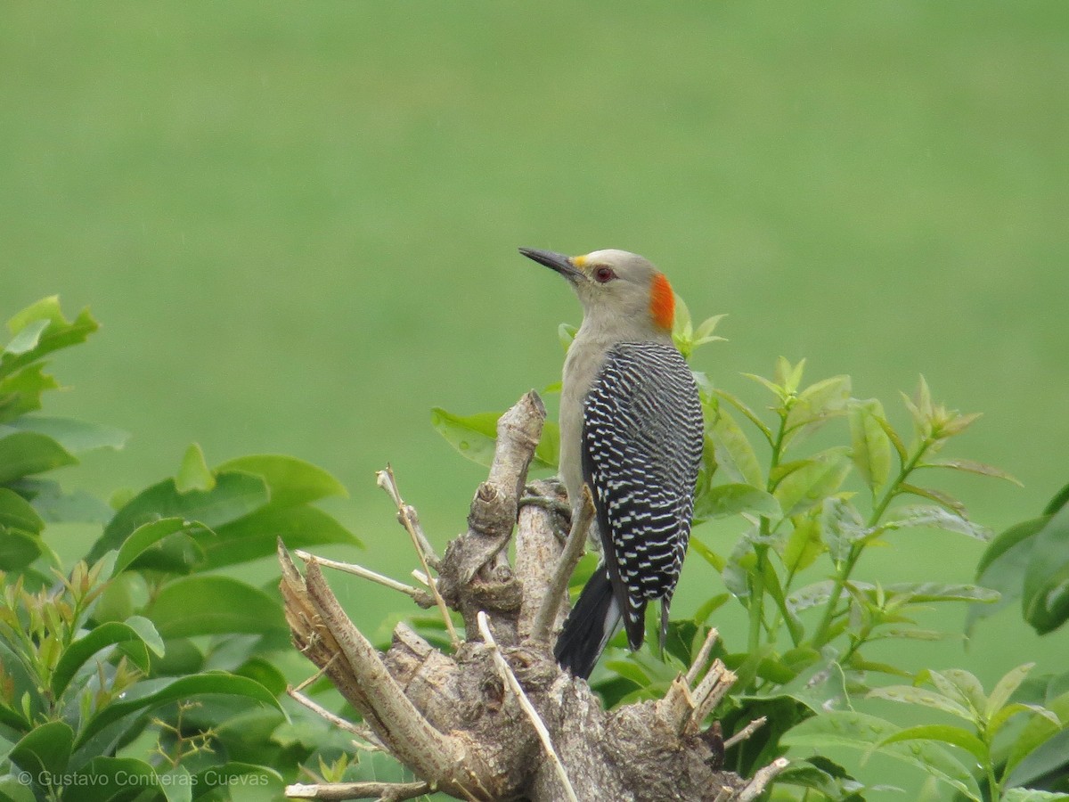 Golden-fronted Woodpecker (Velasquez's) - ML117118861