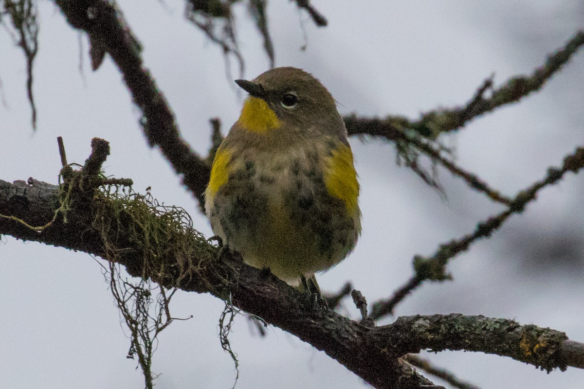 Yellow-rumped Warbler (Audubon's) - ML117124191