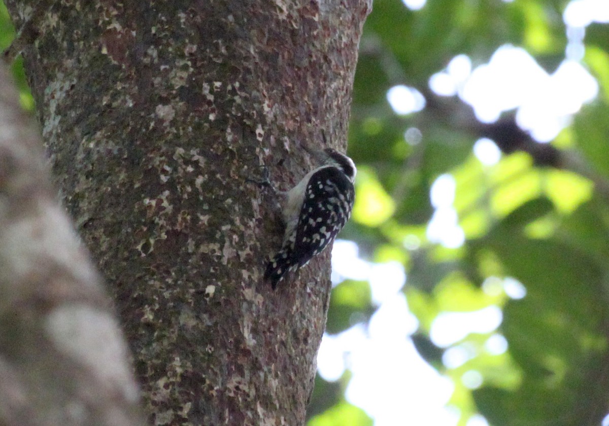 Brown-capped Pygmy Woodpecker - ML117125591