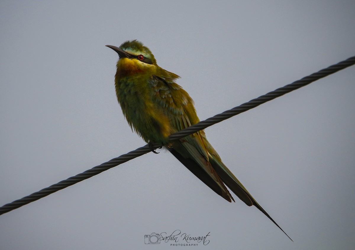 Blue-cheeked Bee-eater - ML117127141
