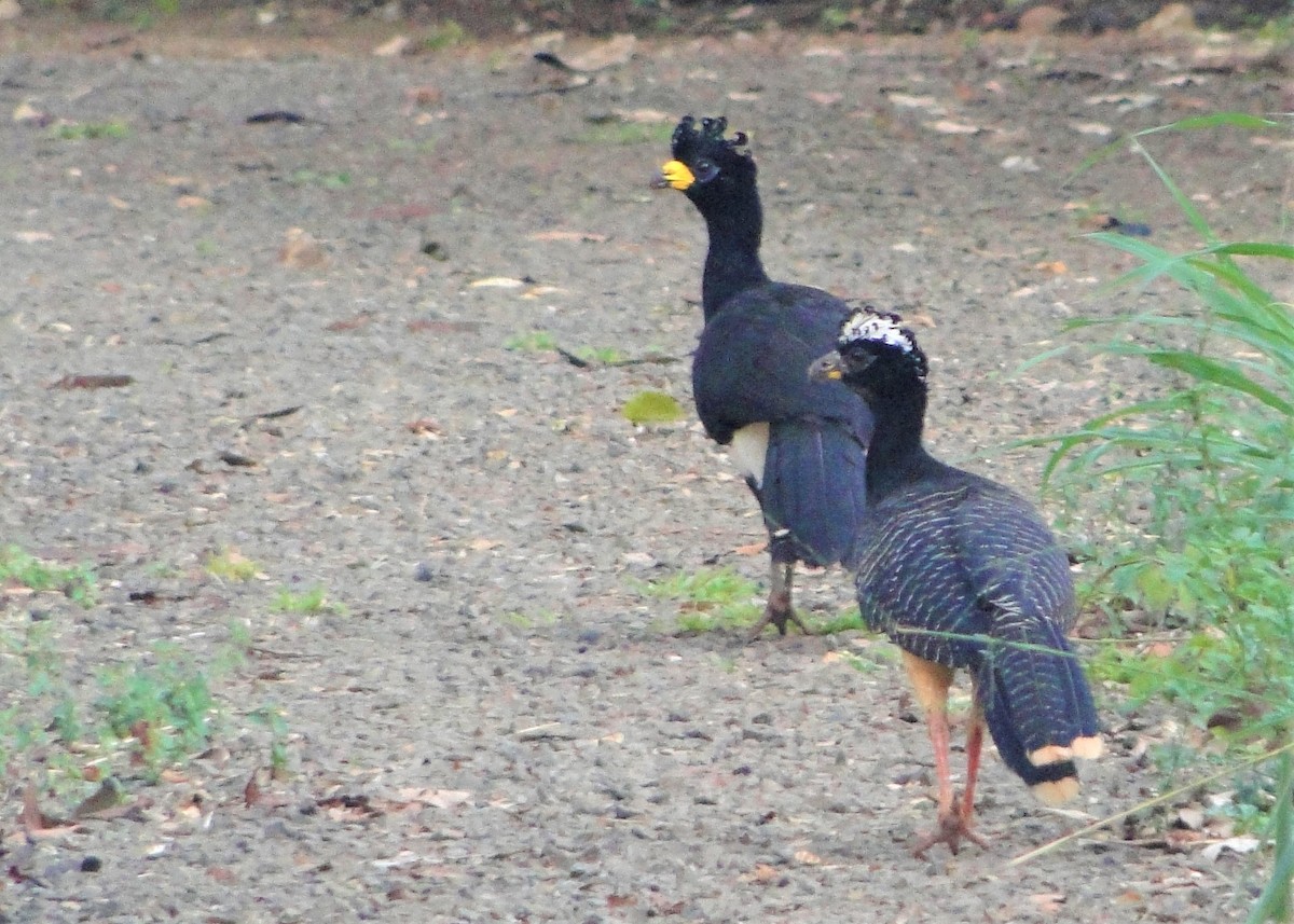 Bare-faced Curassow - ML117130181