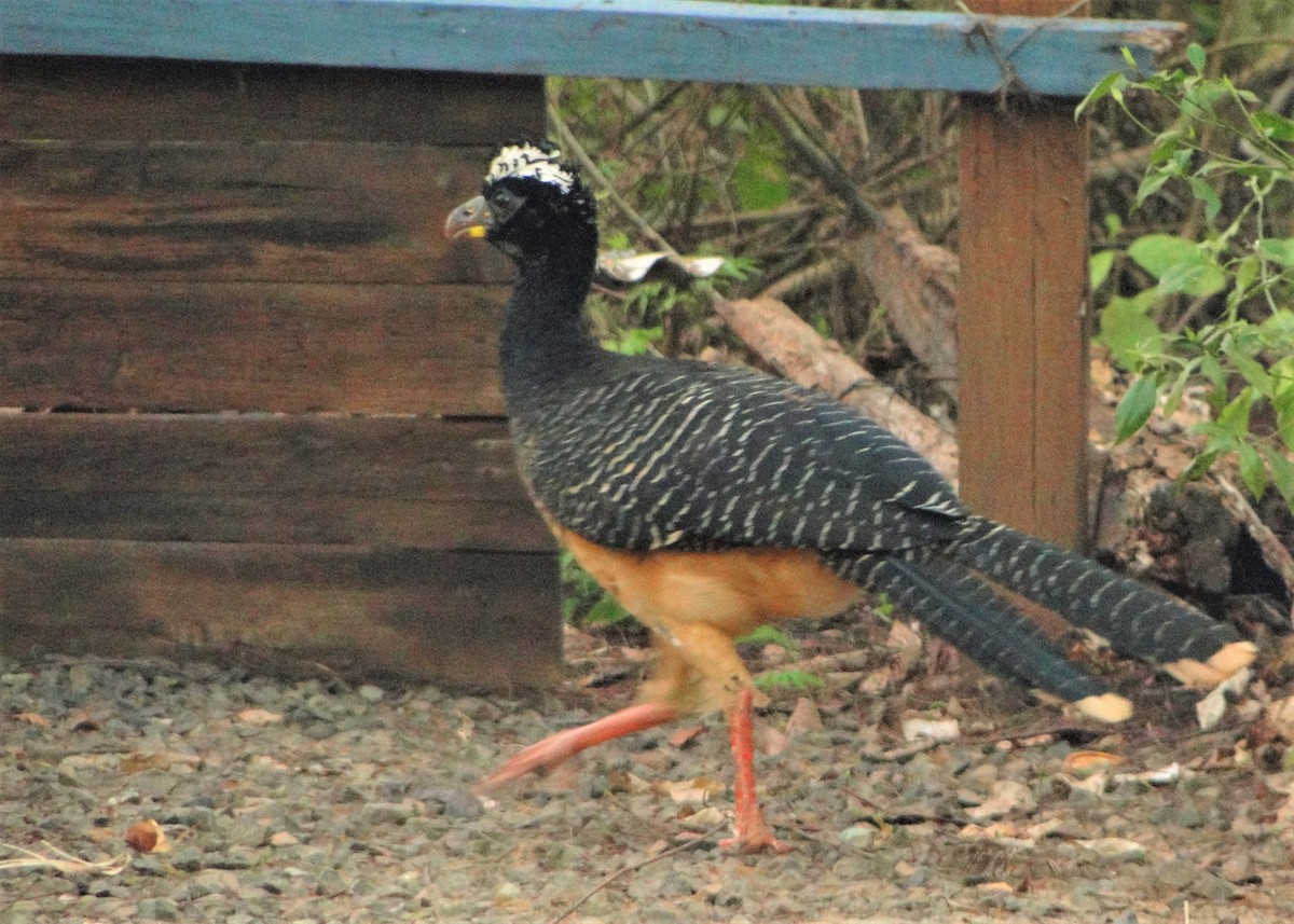 Bare-faced Curassow - ML117130201