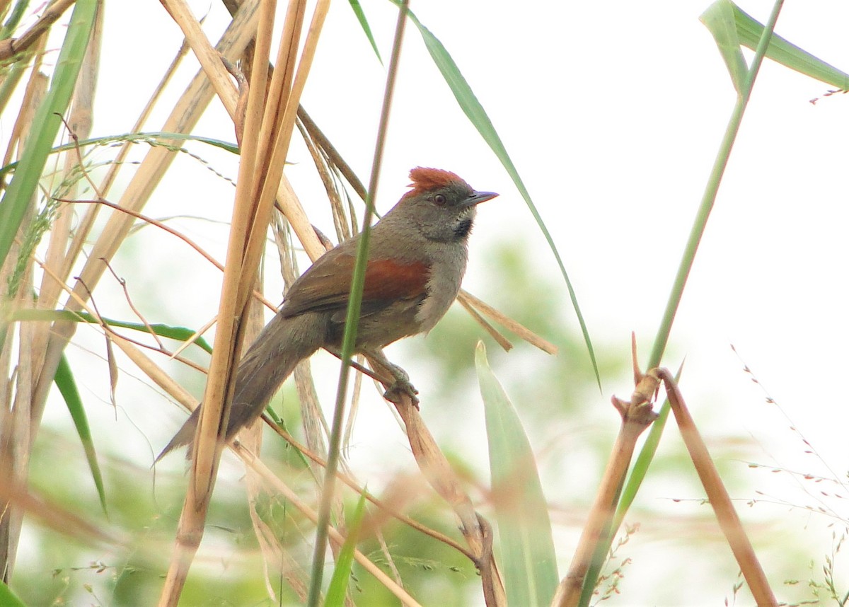Cinereous-breasted Spinetail - Carlos Otávio Gussoni