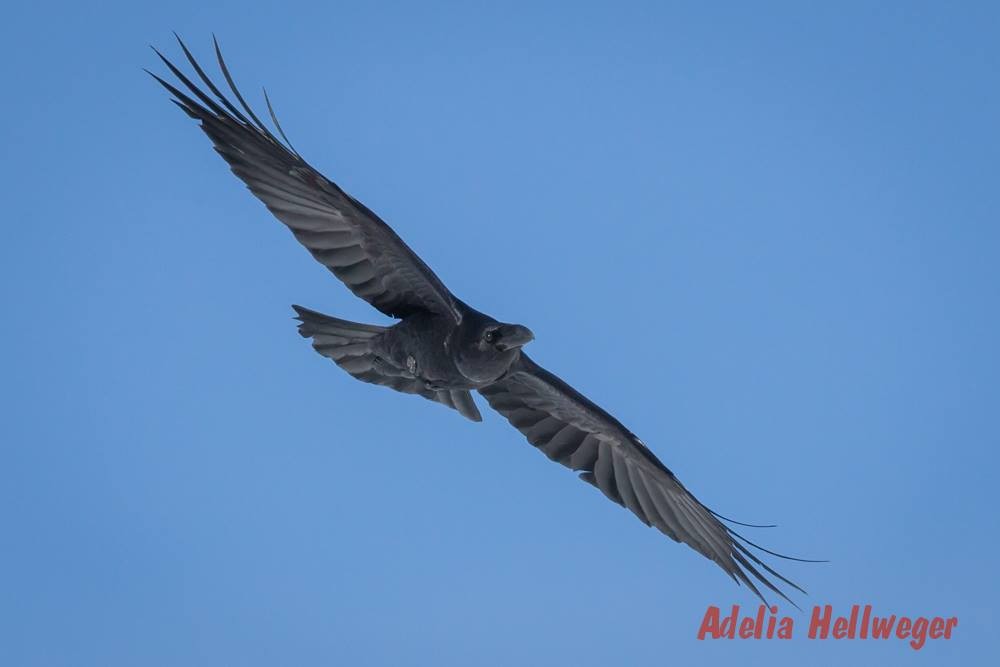 Common Raven - Adelia Hellweger
