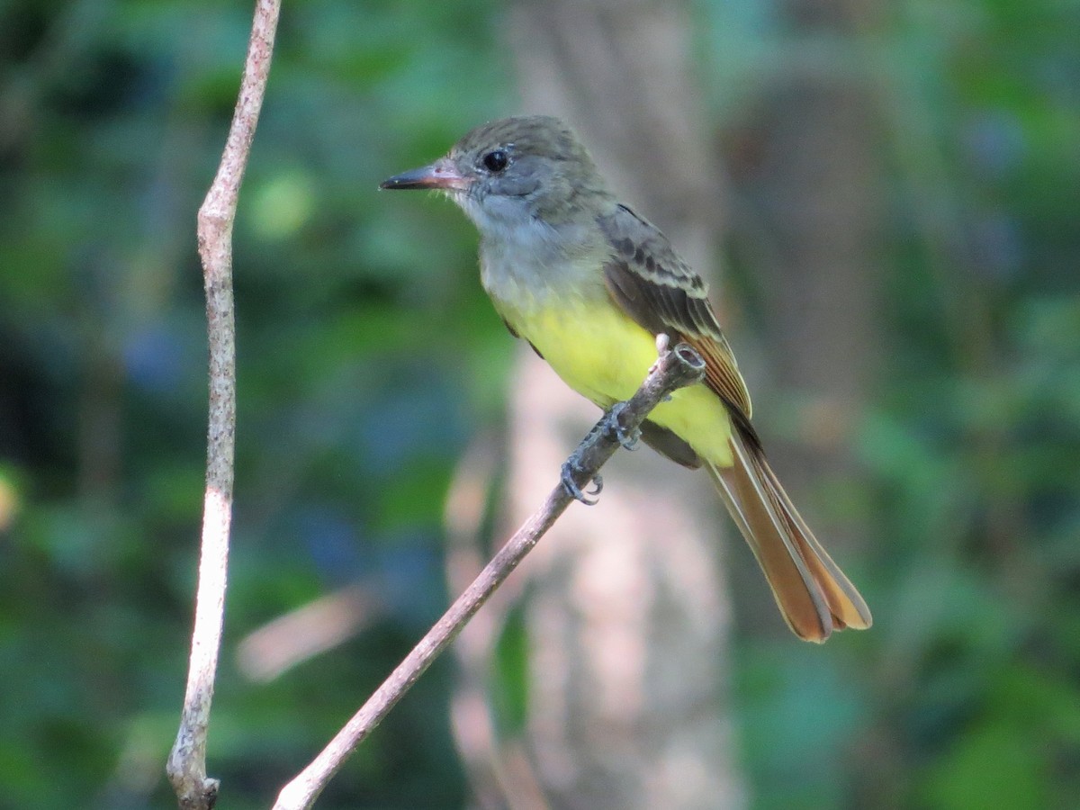 Great Crested Flycatcher - Dallas Levey