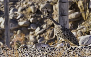 Elegant Crested-Tinamou, ML117136621