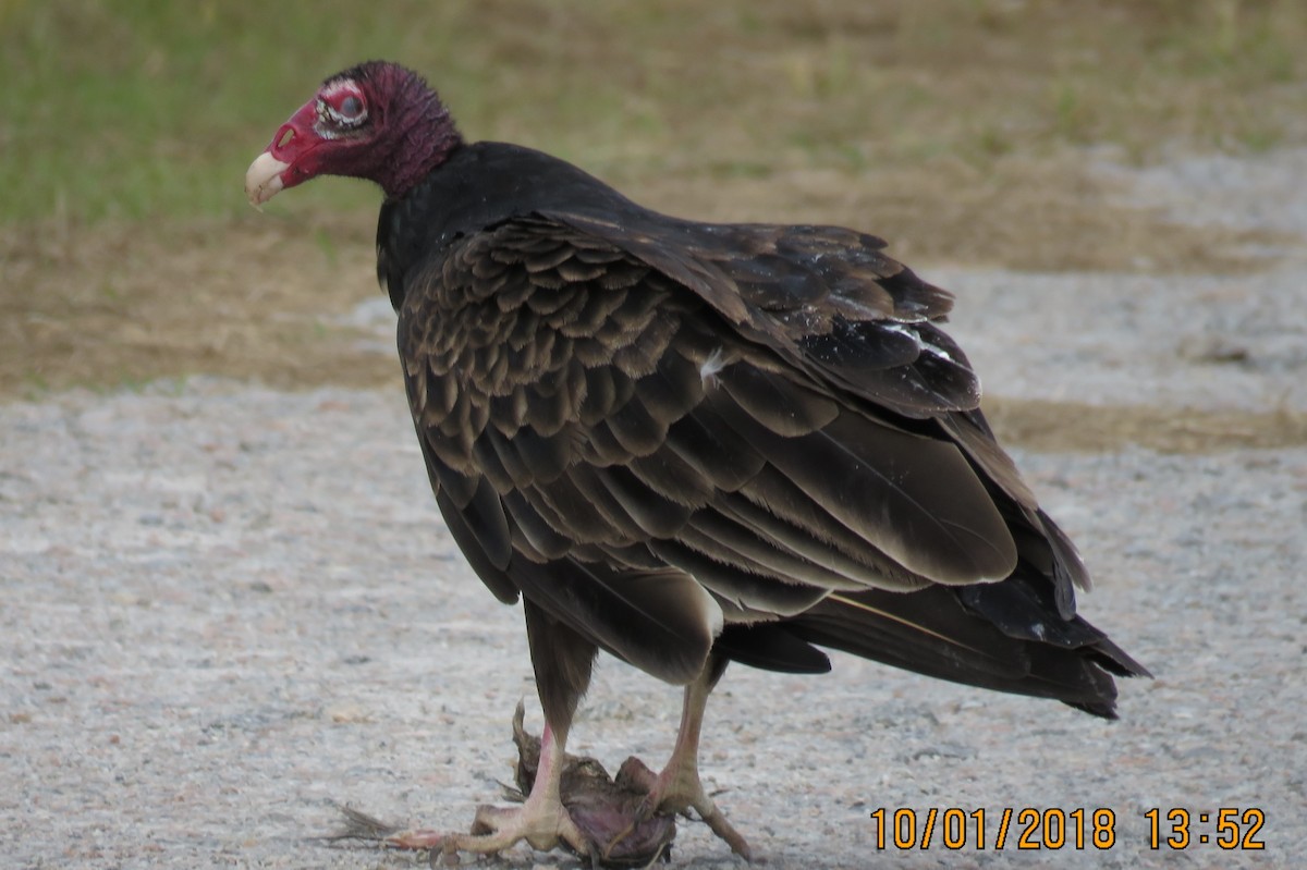 Turkey Vulture - James Asmuth