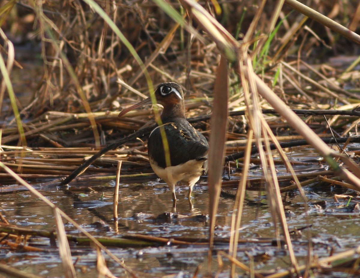 Greater Painted-Snipe - ML117139131
